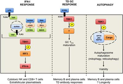 TANK-Binding Kinase 1-Dependent Responses in Health and Autoimmunity